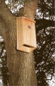 Build a Bat House for Natural Pest Control Image